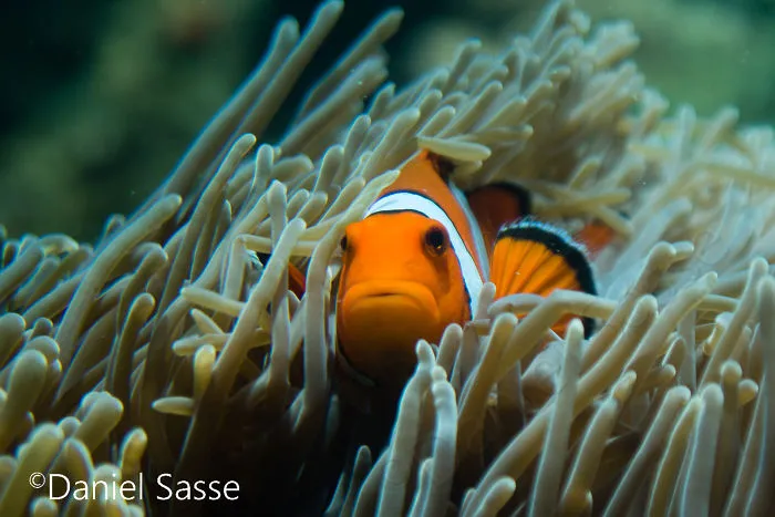 My 17 Pictures Of Nemo In Real Life