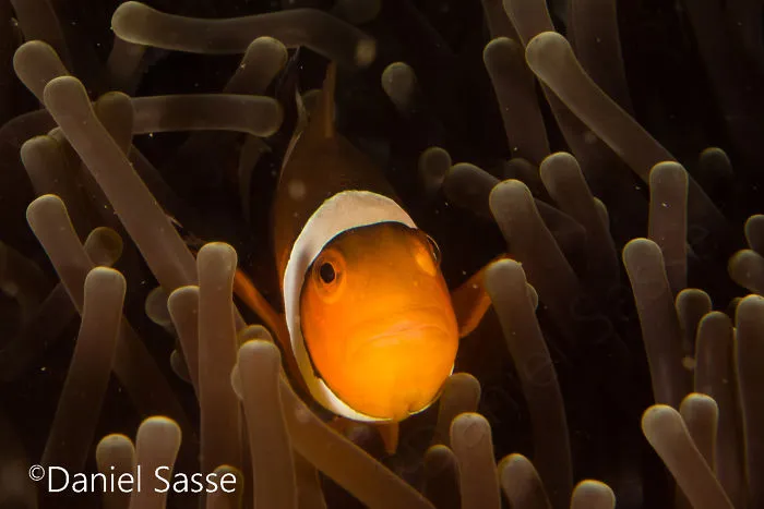 My 17 Pictures Of Nemo In Real Life