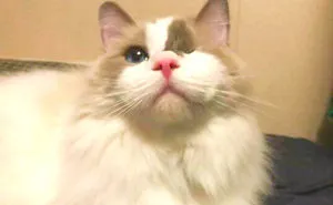 Family Surrenders Cat And Asks Shelter To Put Him Down Because He Is Too Playful