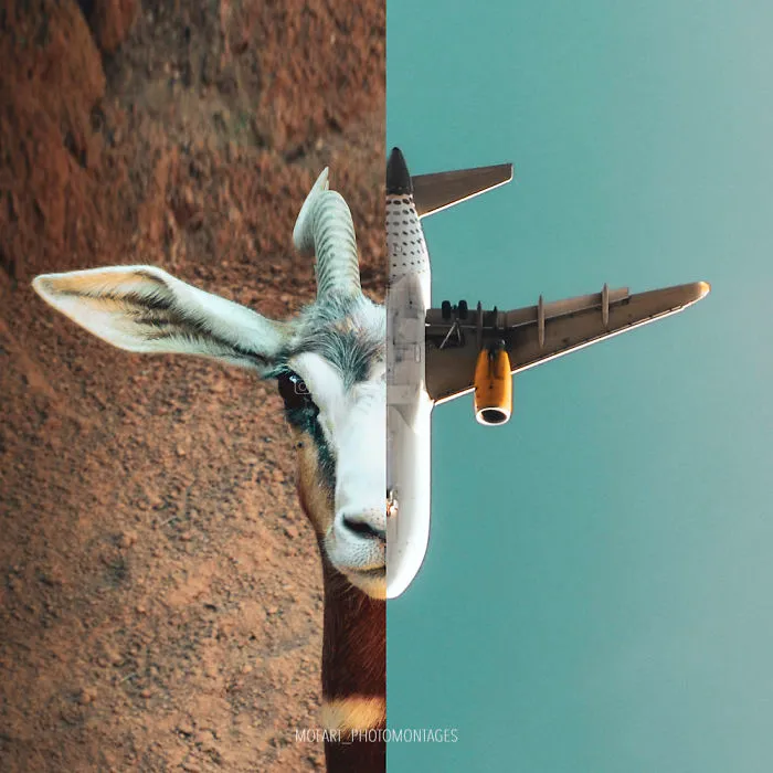 Fight Or Flight