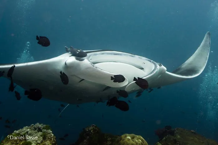 I Captured Endangered Manta Rays To Show How Beautiful And Fragile The Underwater World Is (21 Pics)