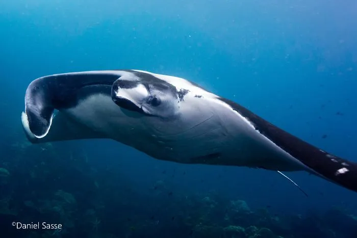 I Captured Endangered Manta Rays To Show How Beautiful And Fragile The Underwater World Is (21 Pics)