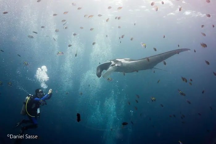 I Captured Endangered Manta Rays To Show How Beautiful And Fragile The Underwater World Is (21 Pics)