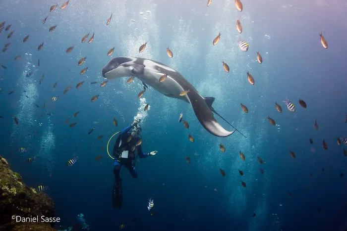 I Captured Endangered Manta Rays To Show How Beautiful And Fragile The Underwater World Is (21 Pics)