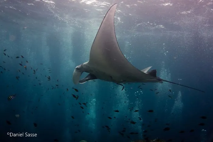 I Captured Endangered Manta Rays To Show How Beautiful And Fragile The Underwater World Is (21 Pics)