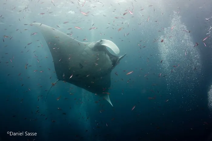 I Captured Endangered Manta Rays To Show How Beautiful And Fragile The Underwater World Is (21 Pics)