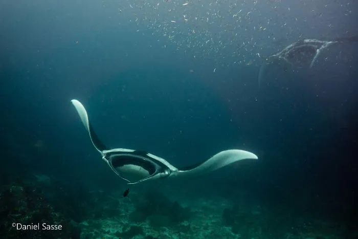 I Captured Endangered Manta Rays To Show How Beautiful And Fragile The Underwater World Is (21 Pics)