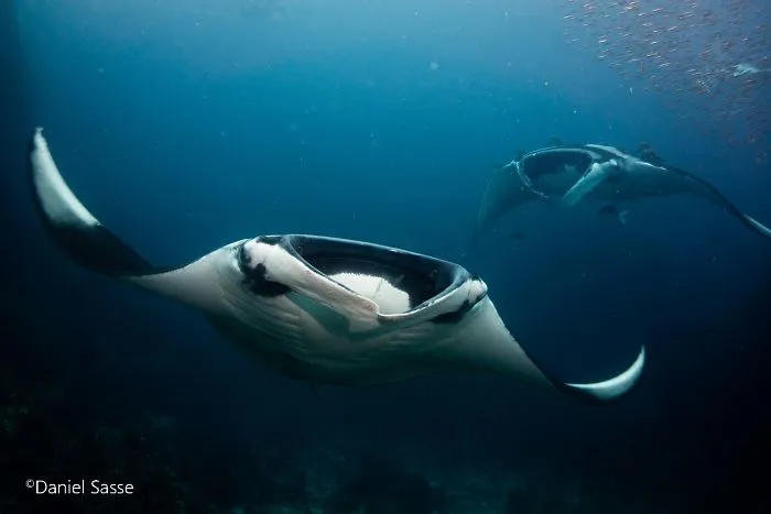I Captured Endangered Manta Rays To Show How Beautiful And Fragile The Underwater World Is (21 Pics)
