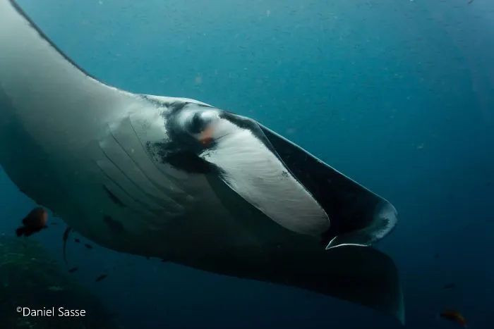 I Captured Endangered Manta Rays To Show How Beautiful And Fragile The Underwater World Is (21 Pics)