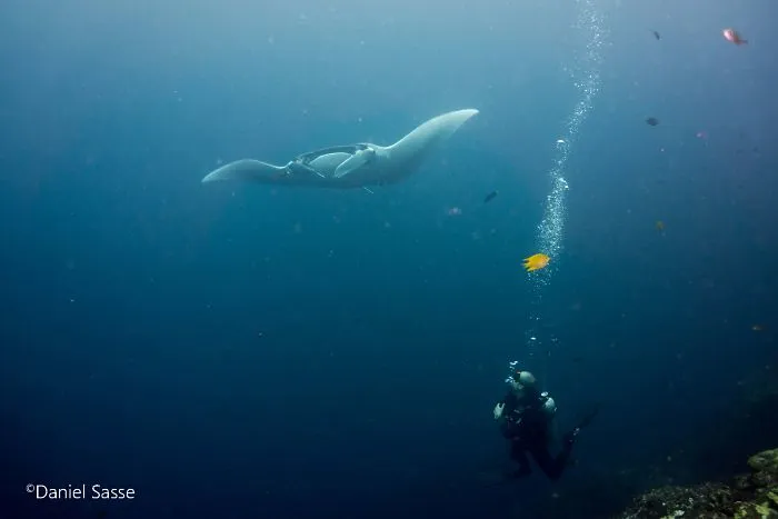 I Captured Endangered Manta Rays To Show How Beautiful And Fragile The Underwater World Is (21 Pics)