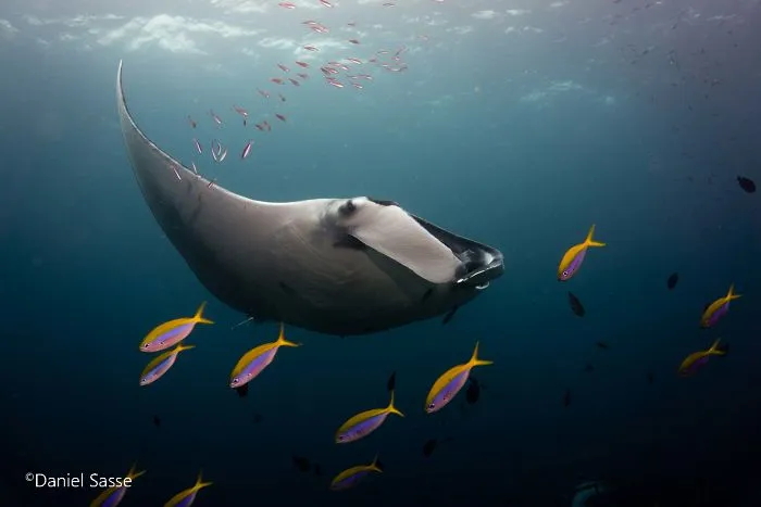 I Captured Endangered Manta Rays To Show How Beautiful And Fragile The Underwater World Is (21 Pics)