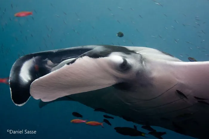 I Captured Endangered Manta Rays To Show How Beautiful And Fragile The Underwater World Is (21 Pics)