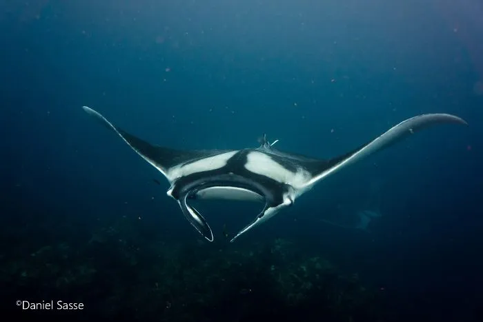 I Captured Endangered Manta Rays To Show How Beautiful And Fragile The Underwater World Is (21 Pics)