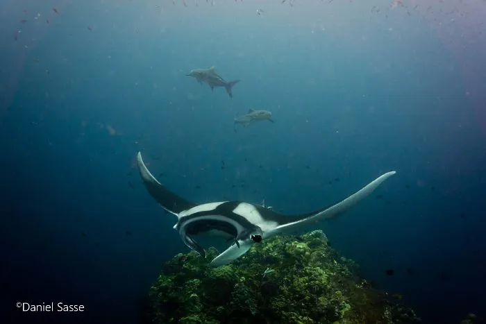 I Captured Endangered Manta Rays To Show How Beautiful And Fragile The Underwater World Is (21 Pics)
