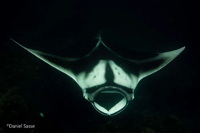 I Captured Endangered Manta Rays To Show How Beautiful And Fragile The Underwater World Is (21 Pics)