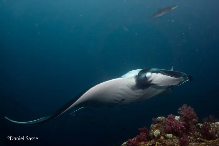I Captured Endangered Manta Rays To Show How Beautiful And Fragile The Underwater World Is (21 Pics)