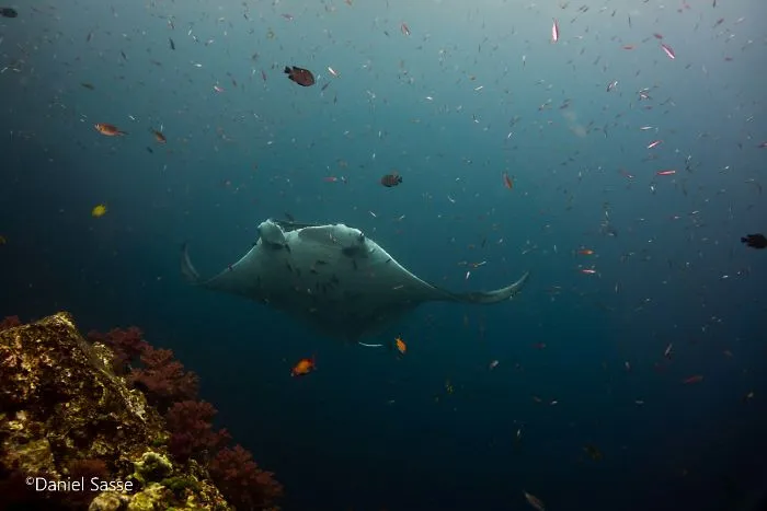 I Captured Endangered Manta Rays To Show How Beautiful And Fragile The Underwater World Is (21 Pics)