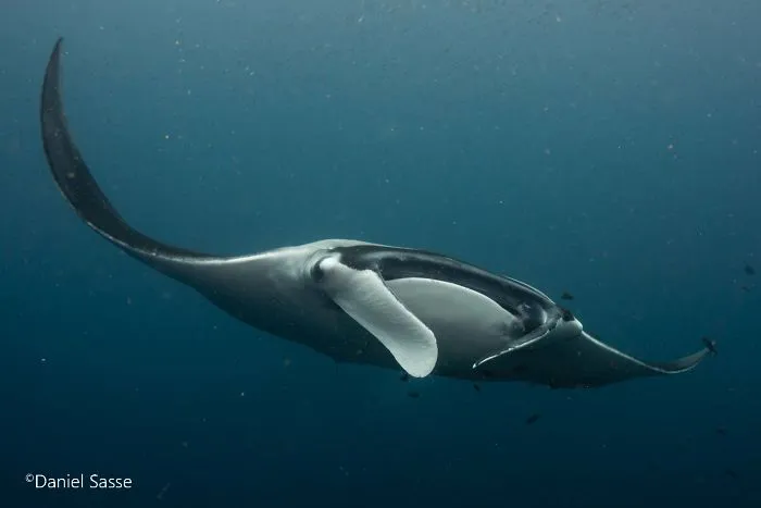 I Captured Endangered Manta Rays To Show How Beautiful And Fragile The Underwater World Is (21 Pics)
