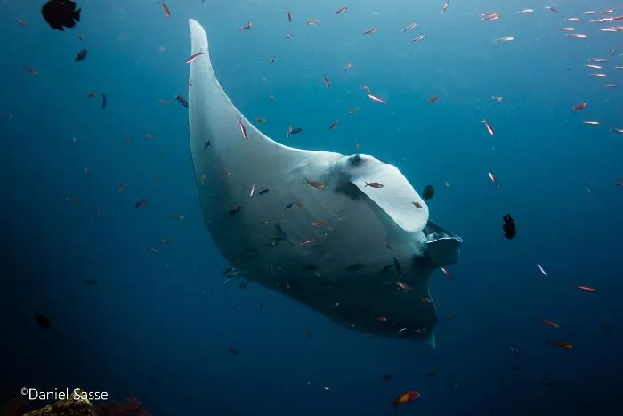 I Captured Endangered Manta Rays To Show How Beautiful And Fragile The Underwater World Is (21 Pics)