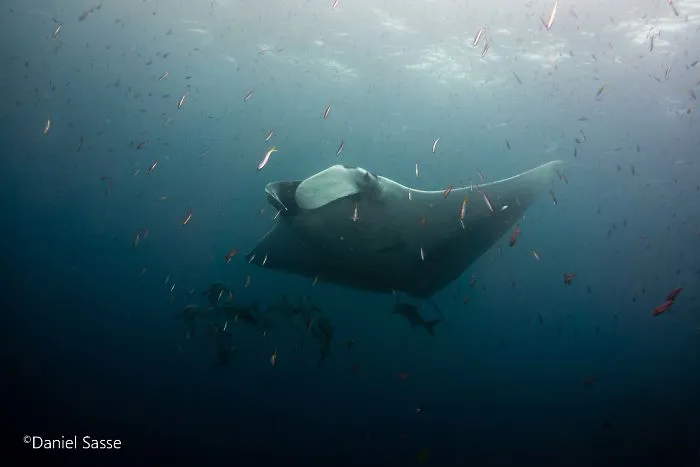 I Captured Endangered Manta Rays To Show How Beautiful And Fragile The Underwater World Is (21 Pics)