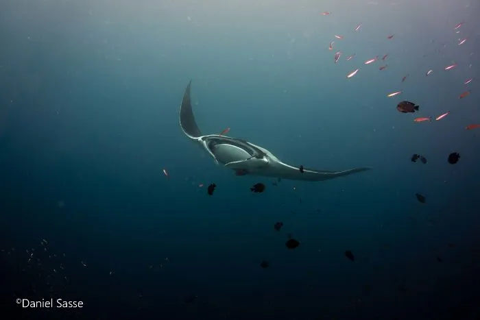 I Captured Endangered Manta Rays To Show How Beautiful And Fragile The Underwater World Is (21 Pics)