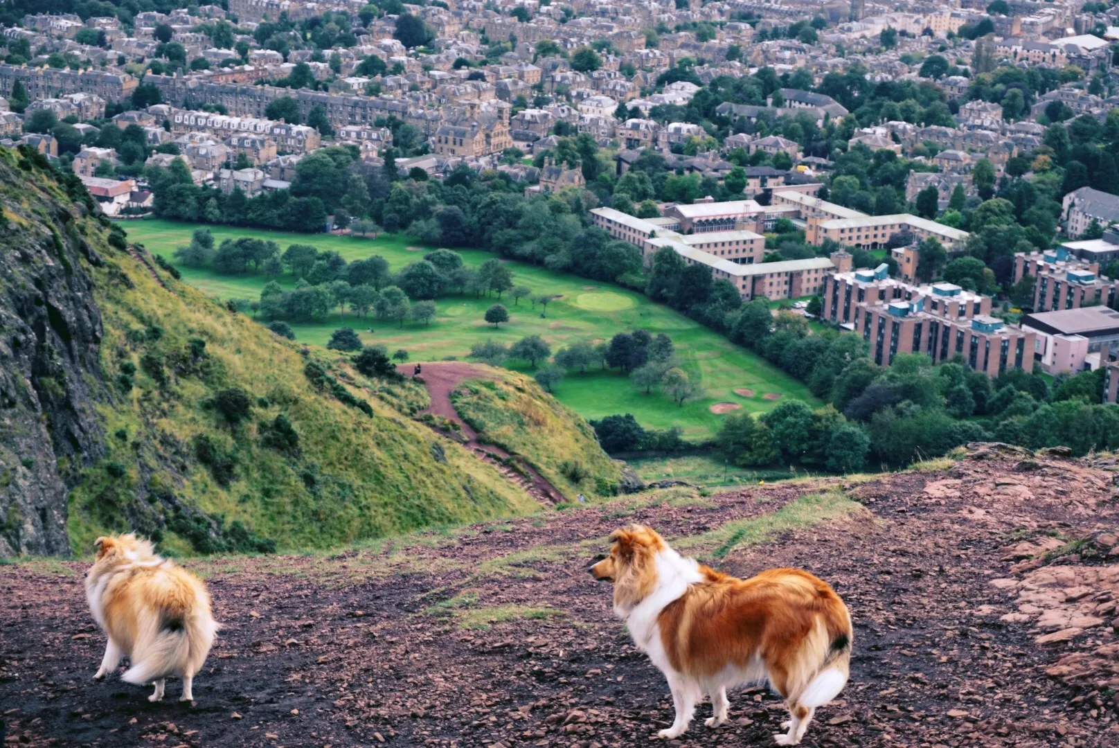The Dogs Climb The Athur Seat And See The Beautiful Sightsing Just Like Human