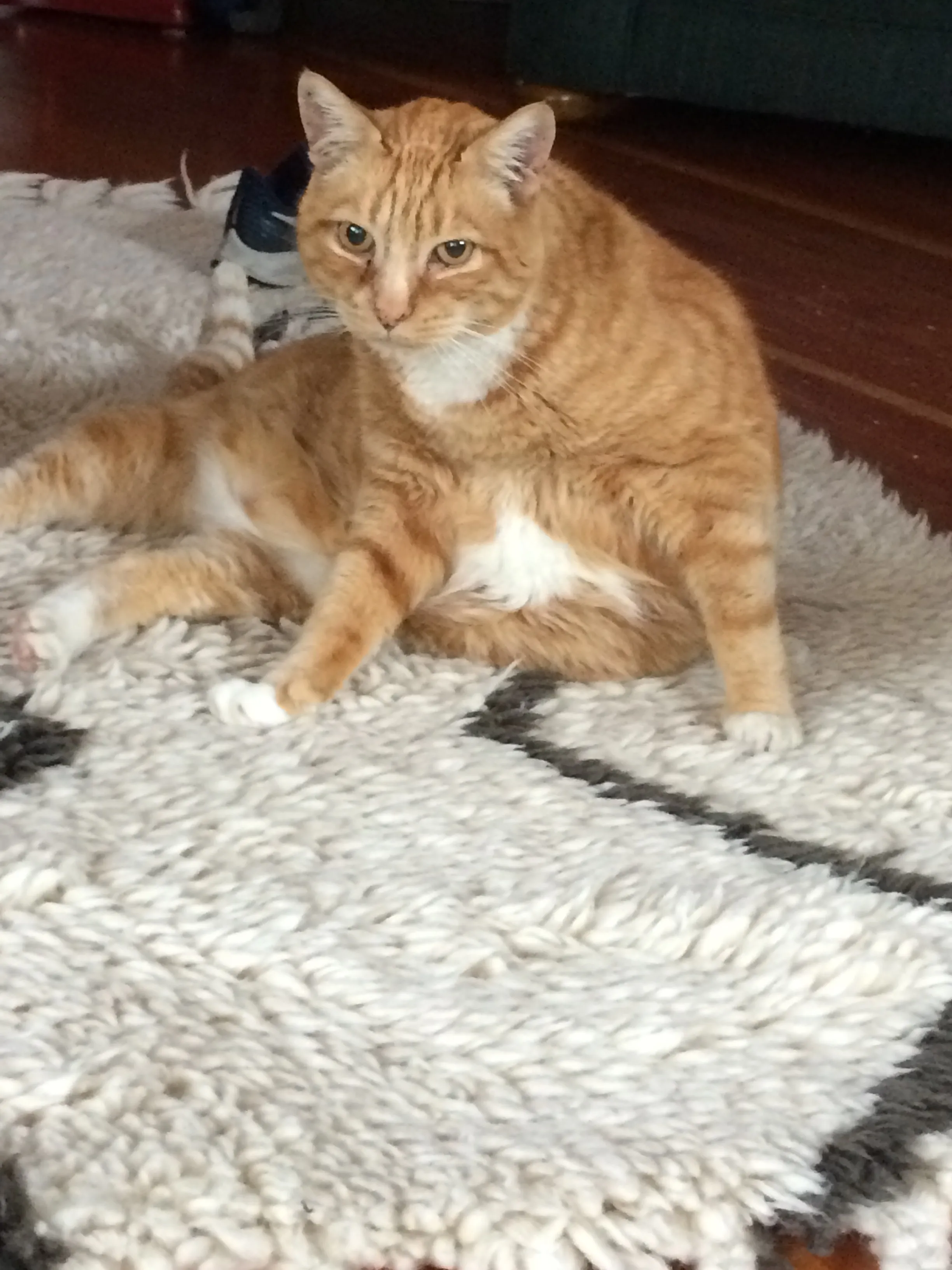 My Cat Has Diabetes And People Didn't Know That Cats Could Have That.