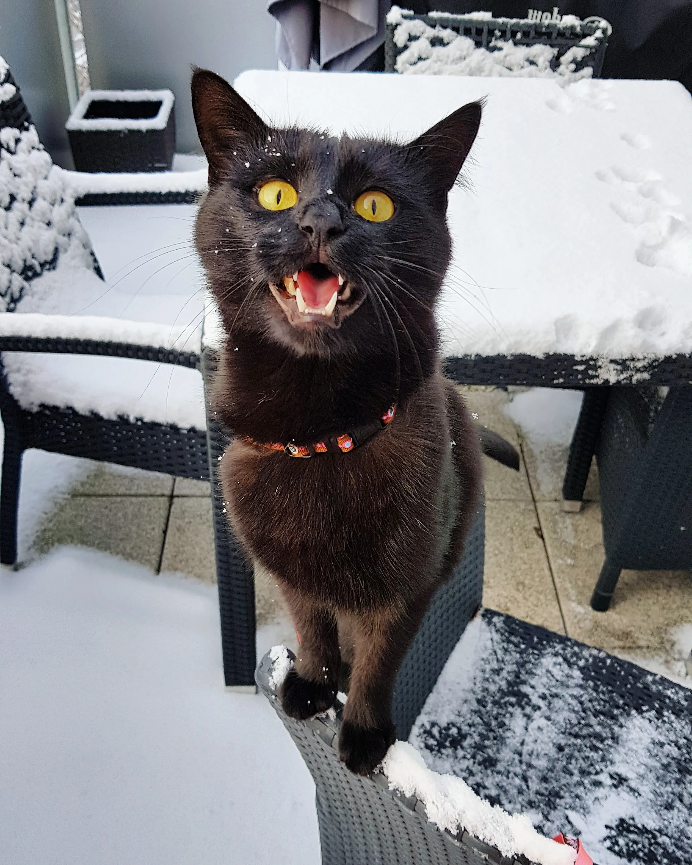 Black Cats Are Not Photogenic