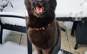 Black Cats Are Not Photogenic