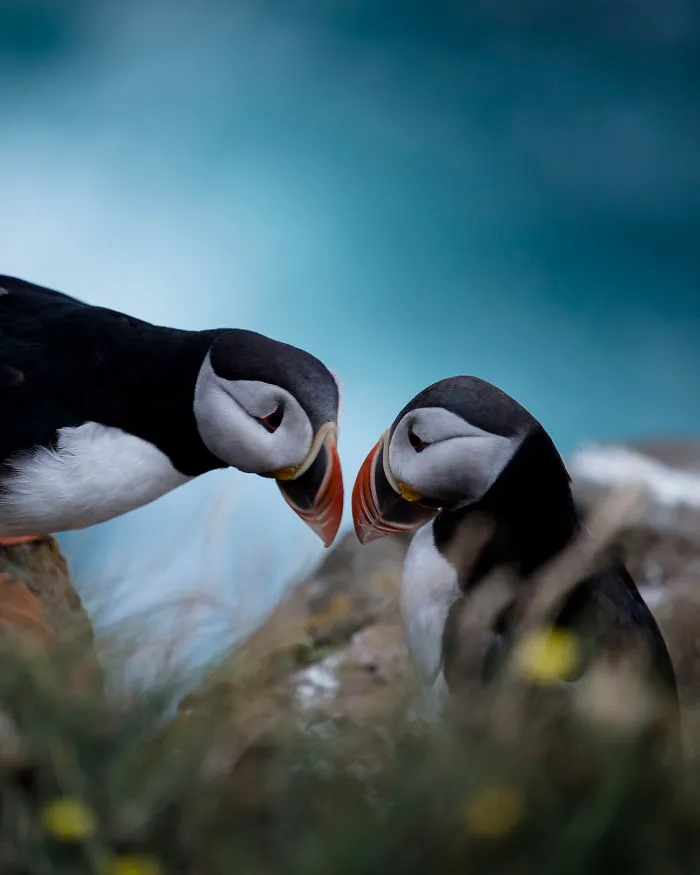During Summer Thousands Of Puffins Come To Nest In Icelandic Cliffs