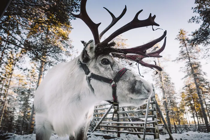 I Stayed In The Kakslauttanen Arctic Resort
