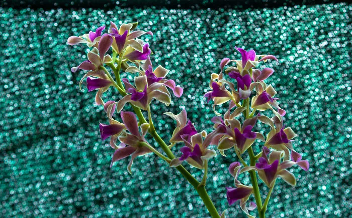 I Have Been Photographing Orchids Since The Day I Got My First Camera