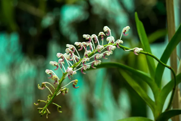 I Have Been Photographing Orchids Since The Day I Got My First Camera