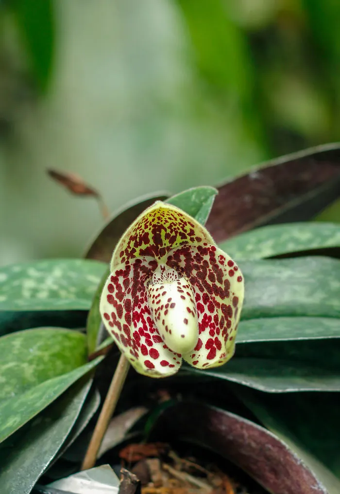 I Have Been Photographing Orchids Since The Day I Got My First Camera