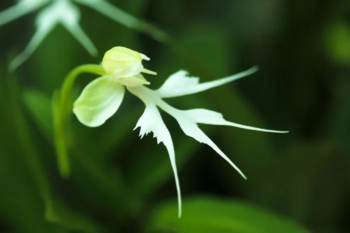 I Have Been Photographing Orchids Since The Day I Got My First Camera