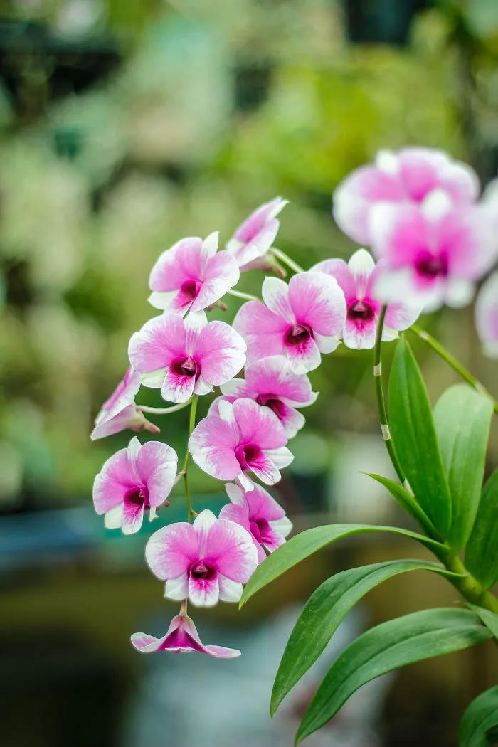 I Have Been Photographing Orchids Since The Day I Got My First Camera