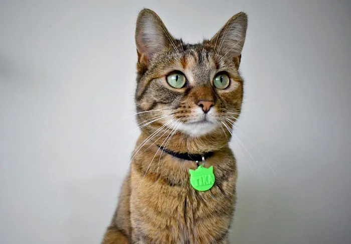 Pet Tag