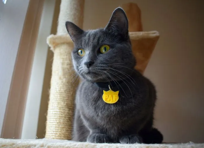 Pet Tag