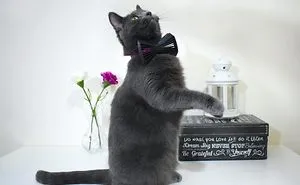 Meowsome Accessories To 3D Print For Your Cat