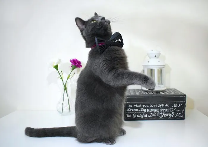 Keep Your Cat Classy And Fun With This Trendy Bow Tie!