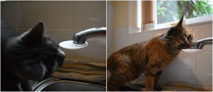 Cat Drinking Pond. All Cats Love Freshwater