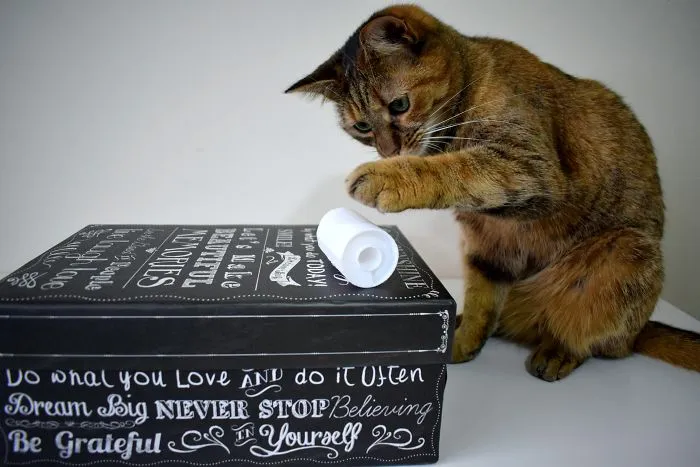 Food-Dispensing Cat Toy. Fill This Simple Cat Toy With Cat Treats And Watch Your Cat Bat It Around In Attempt To Get At The Treats Inside