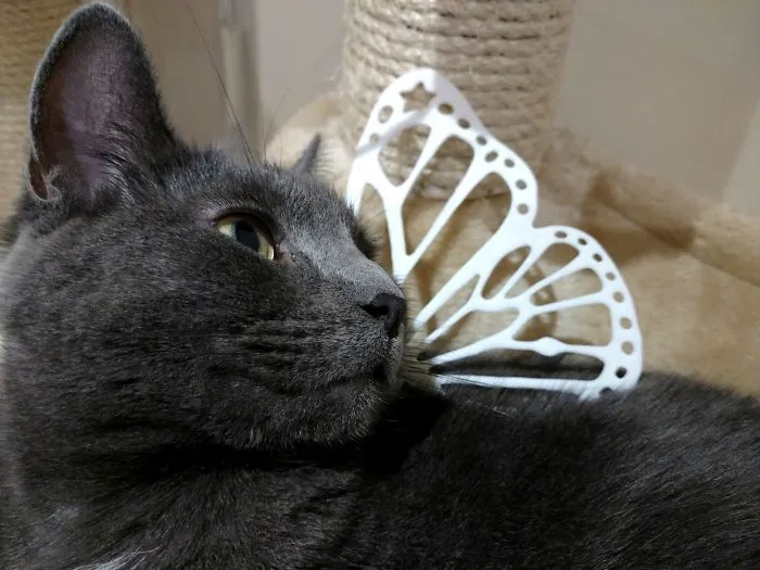 Butterfly Wings