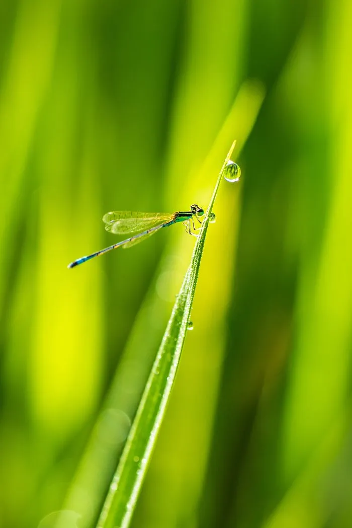 One Drop For A Life, Saw Fabian, Myanmar