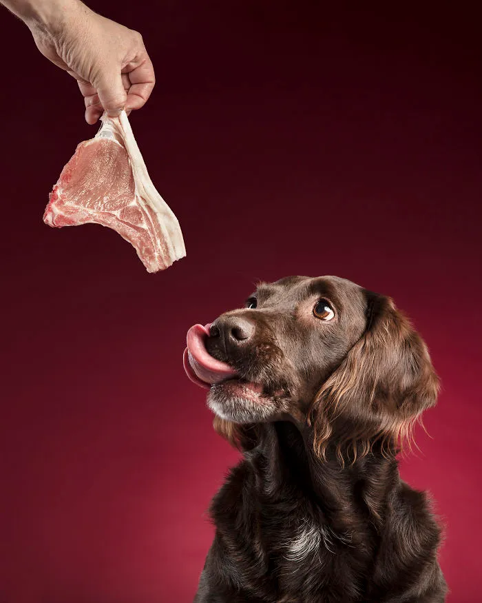 I Wanted To See How Dogs React After I Give Them Treats And Made This Photo Series (10 Pics)