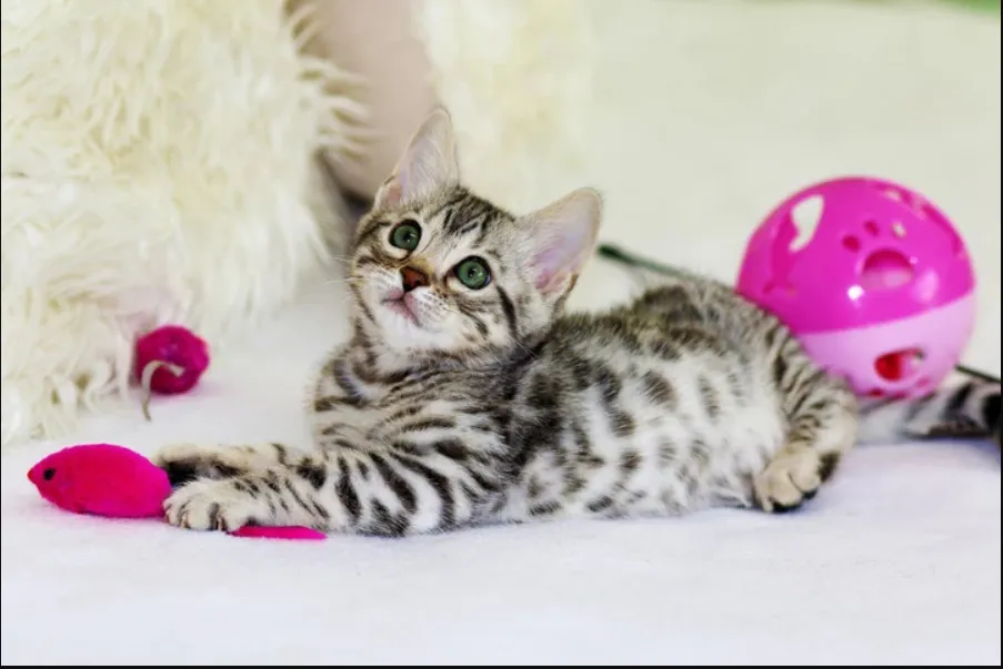 Researchers Say That Liking Cats Is A Sign Of Very High Intelligence