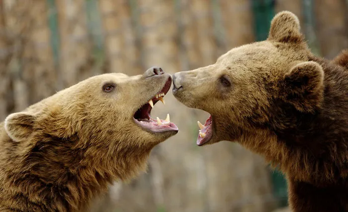 Sometimes Animals Can Be More Loving Than Humans, And I Photographed Them To Prove it (29 New Pics)
