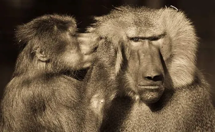 Sometimes Animals Can Be More Loving Than Humans, And I Photographed Them To Prove it (29 New Pics)