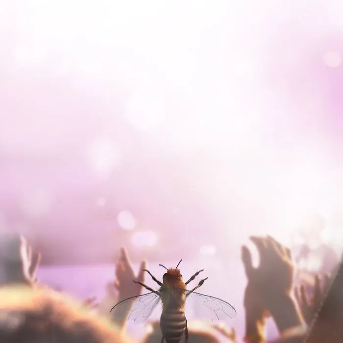 The World's First Bee Influencer Is Trying To Raise Funds To Save Her Species