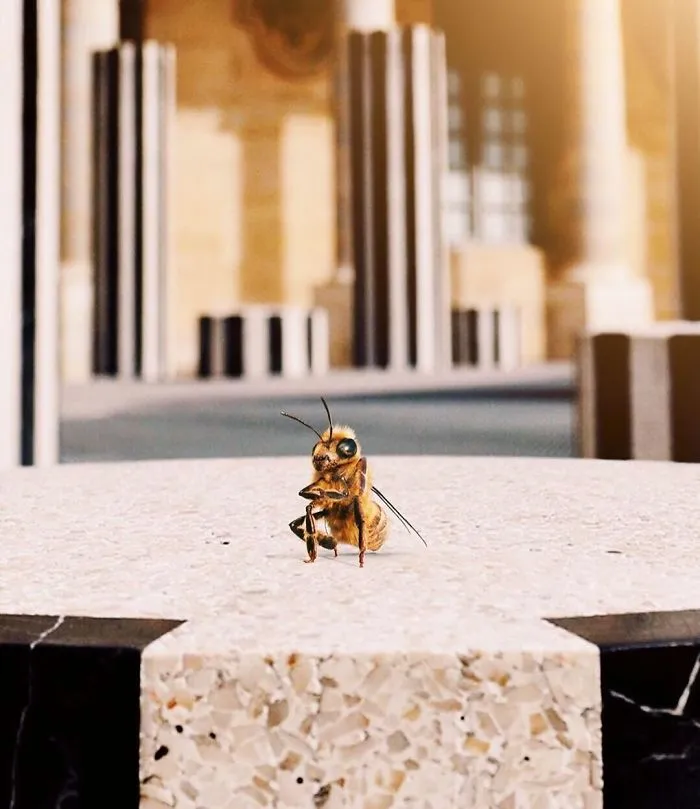 The World's First Bee Influencer Is Trying To Raise Funds To Save Her Species
